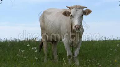 草地上的白牛。 摇钱树站在绿色的田野里摇着尾巴。 野花在狂风中摇曳